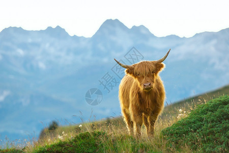 瑞士阿尔卑斯山高地苏格兰牛头发人喇叭图片