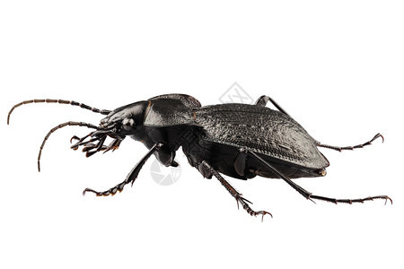 昆虫甲科节肢动物种carabuscoriaceus在高清晰度与极端焦点孤立在白色背景甲虫物种图片