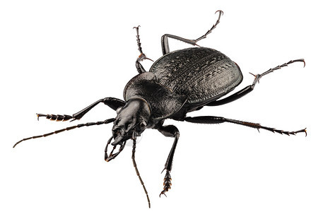 甲虫物种carabuscoriaceus在高清晰度与极端焦点孤立在白色背景甲虫物种coriaceus荒野细节肢动物图片