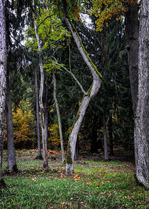 叶子内穆纳斯河左岸Nemunas河区域公园植物动保护区的Alytus老年船Punia森林立陶宛木头图片