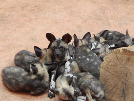 一群土狼在地上的养蜂场里苹果浏览器地面哺乳动物图片