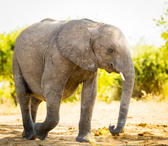 笠根婴儿野生动物非洲外大象小幼崽图片