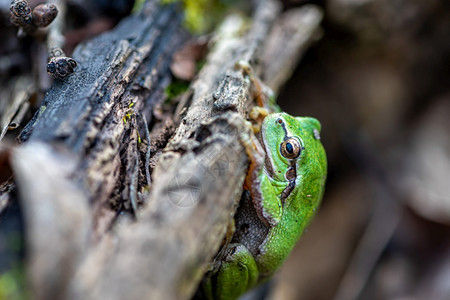 一只绿青蛙坐在木头上的近缝坐着两栖动物黏图片