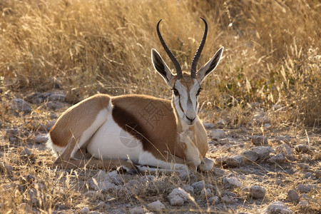 纳米比亚埃托沙公园的跳羚Antidorcusmarsupialis非洲哺乳动物喇叭图片