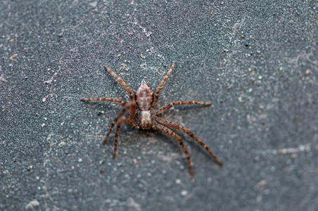 一种户外只小蜘蛛的紧闭躺在路上的小蜘蛛动物图片