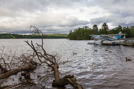 帕利卡拉斯绿色苏格兰LochLomond湖背景中的切树枝和水上飞机团结的图片