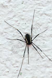 白色墙上一只黑蜘蛛紧贴近棕色的形纲动物无脊椎图片