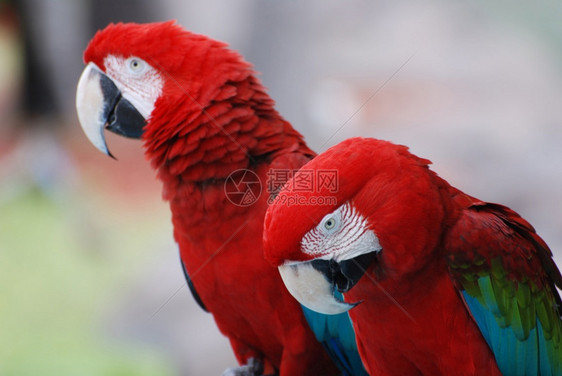 瓜德罗普岛猩红金刚鹦鹉相坐一对的红色金刚鹦鹉鸟安的列斯群岛图片