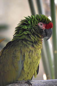 鸟类摄影绿色黄和红羽毛的美丽亚马孙鹦鹉五彩鸟舍图片