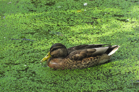 躲在池塘的鸭子游泳中紧闭绿粘液动物宠打猎图片