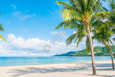 美丽的热带海滩和棕榈树图片
