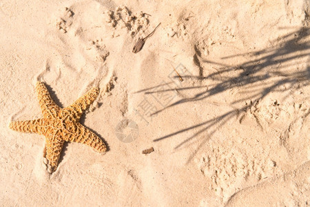 热带沙滩上的海星图片