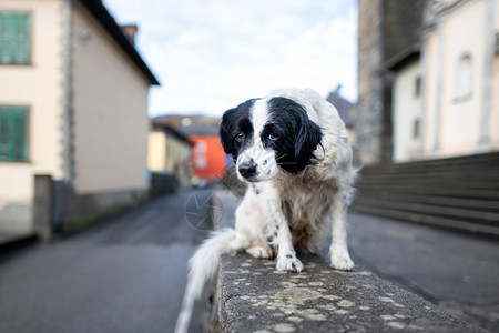 爱独自的志愿者一只被遗弃的狗站在城墙上图片