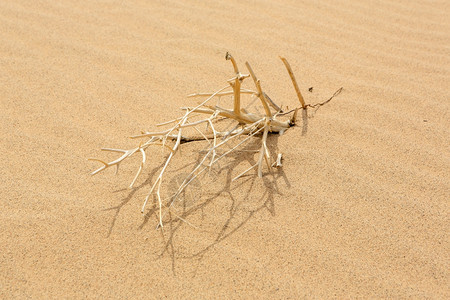 蒙古戈壁沙漠小树干枯荒野木头沙丘图片
