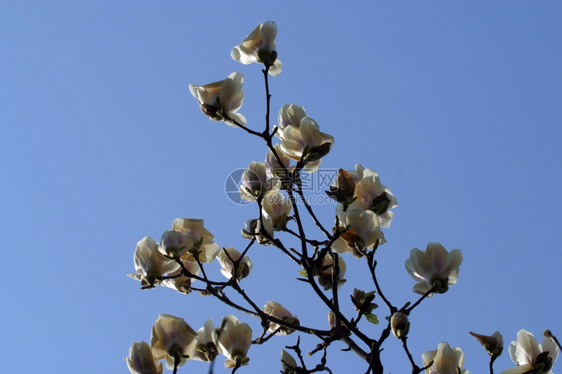 闪耀的木兰花香水树瓣图片
