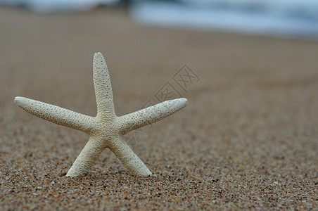 海滩上海星图片