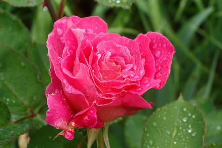 春天在花园里有红玫瑰和露水园艺叶子绽放图片