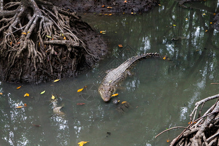越南CanGio岛红树林沼泽的大型鳄鱼动物能够森林图片