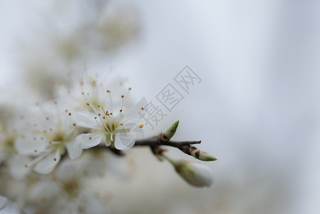 自然明亮背景上的铅花分支自然背景上的梅花生长美丽园图片