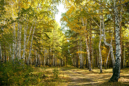 颜色秋天的森林黄桦和小路下午冯图片