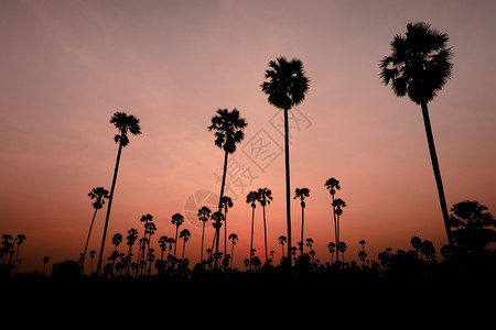 日落时椰子树的月光景观美丽异国情调太阳图片