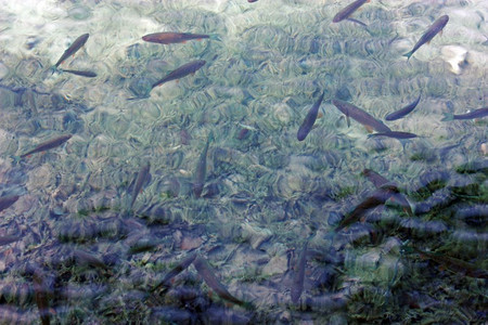 河钓鱼户外在普利维茨湖清水中游泳的许多鳟鱼图片