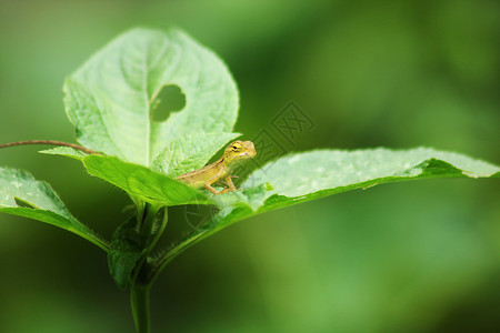 野生动物蜥蜴图片