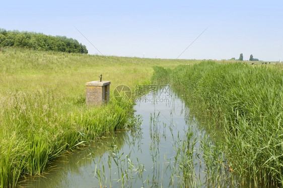 浑芦苇典型的荷兰游轮夏天下午有小泥沟渠和牛牧乡村的图片