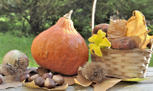 南瓜和蘑菇放在花园桌上的篮子里栗健康秋天图片