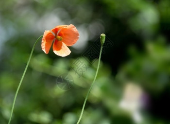 绽放郁葱花和芽在绿红背景下种植鲜花和芽绿色图片