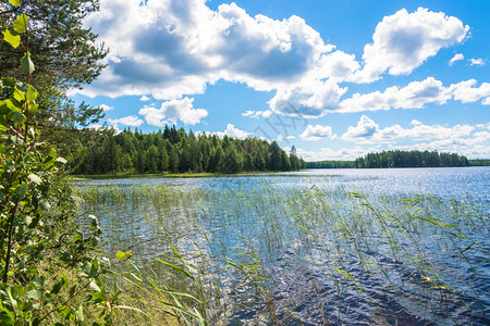 全景水森林美丽的风景与大湖在夏天的俄罗斯卡列利亚图片