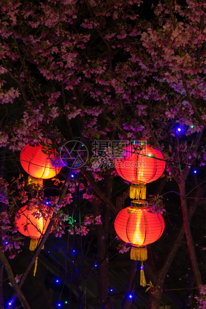 红灯笼挂在树上节日东庆典图片