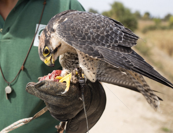 猛禽报酬游隼一只猎鹰和游在示范飞行后吃着奖赏的图片