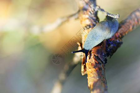 土地灰铁蛤煤气球蜗牛爬在树枝上粘液一种图片