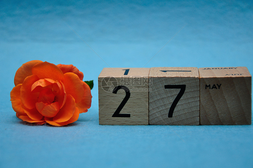 植物一种花的5月27日在木制板上蓝色背景的橙玫瑰图片