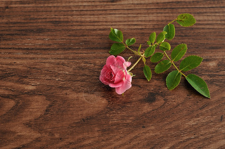 植物粉红色的玫瑰在木制背景下被孤立美丽的开花图片