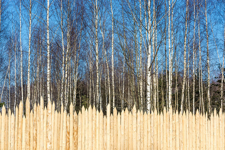 保护排在阳光日Birch森林的背景上原始尖木桩栅栏白色的图片