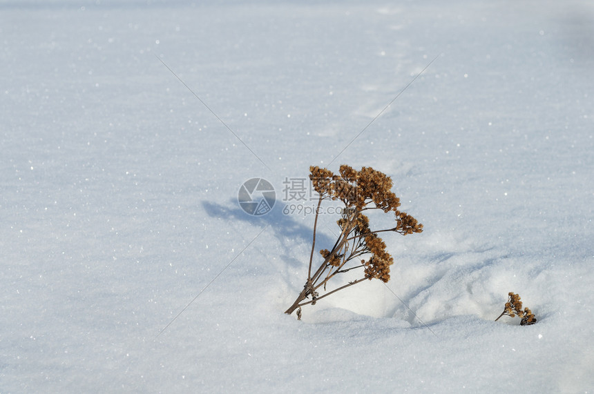 冬天干燥雪田草花岗阳光明媚的冬日晴天图片