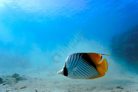 水下埃及蓝色的珊瑚礁热带鱼类图片