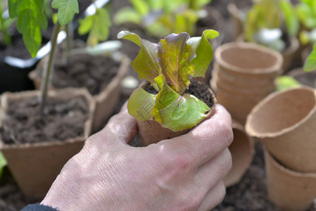 手持生菜幼苗准备种植在花园的艺人员土壤蔬菜泥炭图片