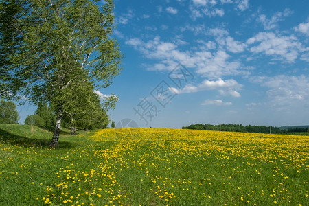 场地春天夏在阳光明媚的日子里俄罗斯白石斑和大片有黄色花朵的田地图片