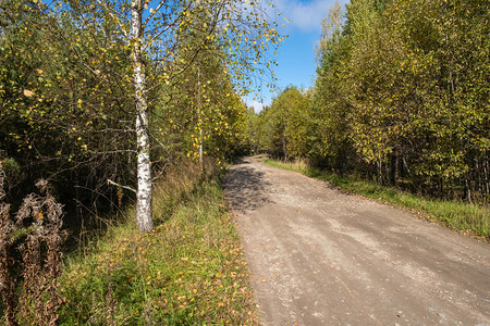 美丽一种秋树之间条宽阔的泥土路在阳光明媚的白天黄叶秋图片