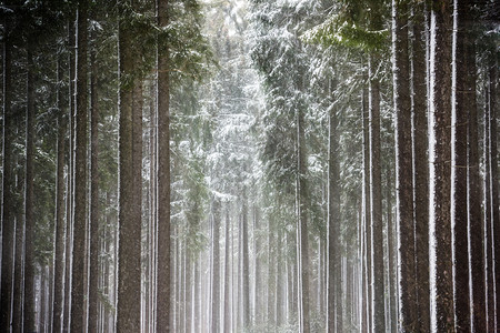 白雪覆盖的树木中太阳光线破碎冷杉森林白雪皑图片