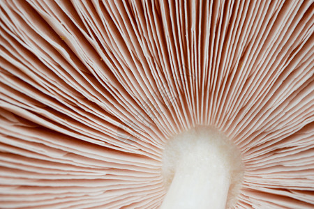 自然蘑菇植物的背景纹理可用作喷灌植物团体食图片