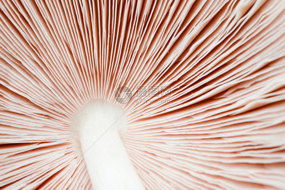 菌新鲜蘑菇植物的背景纹理可用作喷灌植物白色的图片