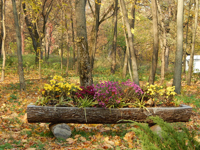 自然公园艺术景观美化花木头夏天图片