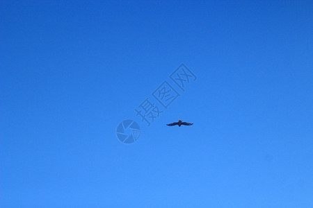 动物蓝天鹰在中飞翔在蓝天高空飞翔色的图片
