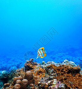 动物珊瑚礁上的蝴蝶鱼水族馆潜图片
