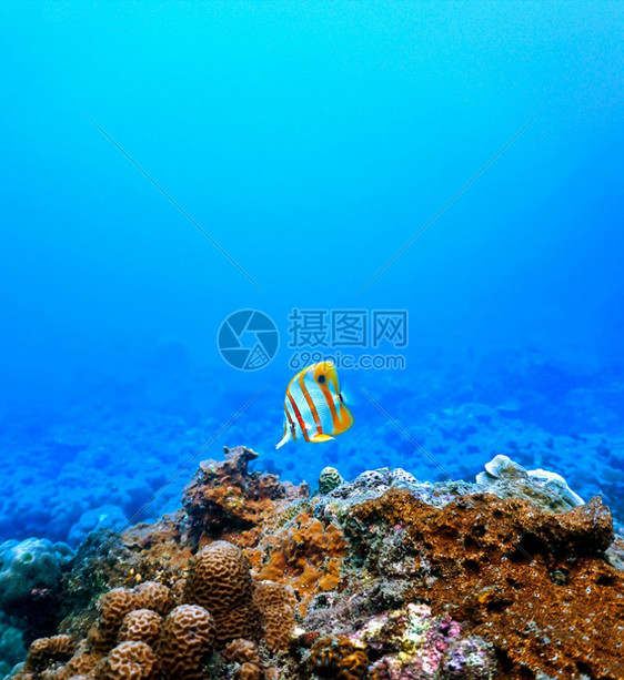 动物珊瑚礁上的蝴蝶鱼水族馆潜图片
