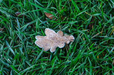 霜叶子寒冷的里戈罗马尼亚冰霜春天的景象覆盖了草丛中的叶子背景
